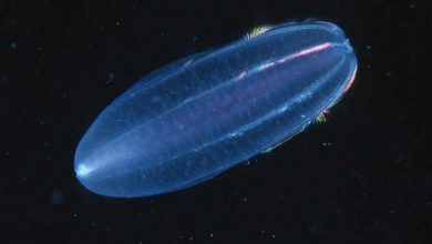 9c0b33acbfae3027f2b055b320f6d51a