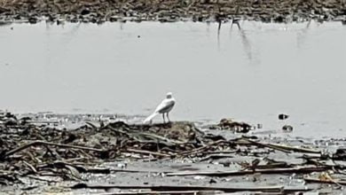 D77B68AE FAF6 4714 9E5B 3B7A6469823D