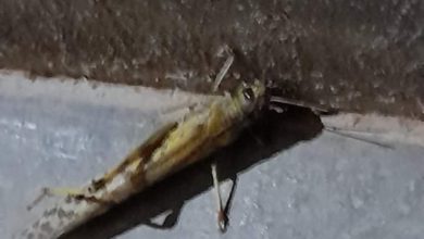 F9792AAC 2839 4AF9 A516 5FA66434515C