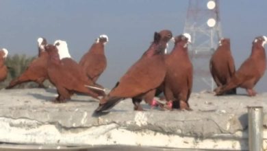 FB IMG 1617464059157