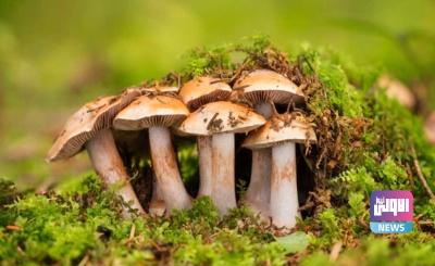 Fungi news size 400x245 1