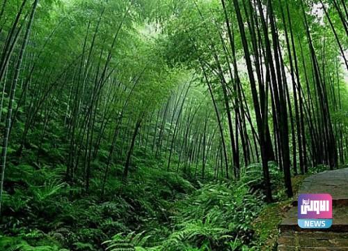 الصين اولا و أوروبا ثانيا في قائمة الدول المسؤولة عن القضاء على الغابات 1 unnamed 3