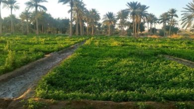 بساتين ديالى 768x423 1