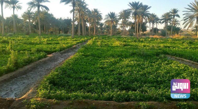 بساتين ديالى 768x423 1