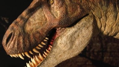 ٢٠٢١٠٤٠١ ١٢١٩٠١