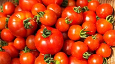 الزراعة: انخفاض أسعار الطماطم والدجاج في الأسواق 5 ٢٠٢١٠٤١٤ ٢٠٣٩١٤