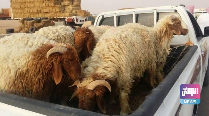مفارز جوالة في ديالى لمنع تهريب يهدّد ثروتها الحيوانية 1 3758C61E 1FA2 4D9B 9727 90F8CC4CFD20