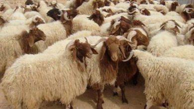 46D131D8 A469 494E BB43 51FD7C7FA8C6