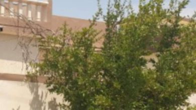 FB IMG 1620425017559