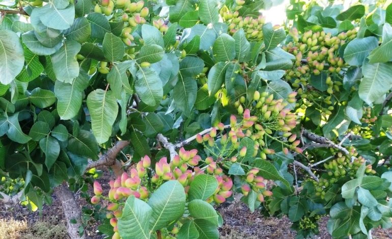 Grow Pistachio for Profit