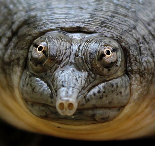 إعادة "أغرب سلحفاة في العالم'' من حافة الانقراض 1 Untitled 1