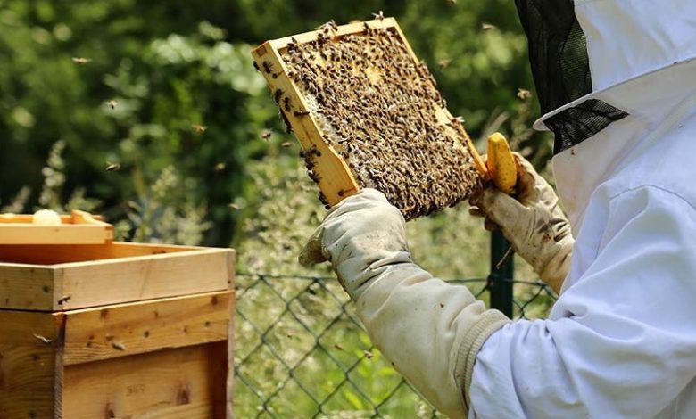 مشروع تربية النحل في الأردن