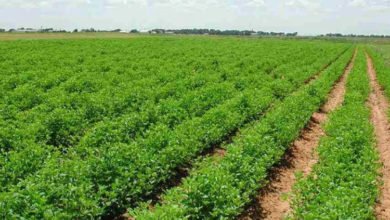 1EB06FE5 969D 453A A081 B1105E2F64D5