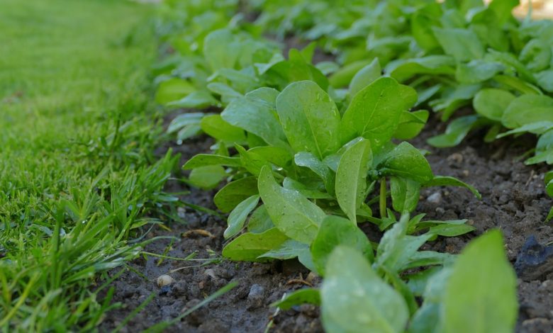 الخفاجي: الاتفاق على توحيد الروزنامة الزراعية مع الاقليم 1 523B46D4 ABAC 45A8 9BDB 7B1035FD78A6