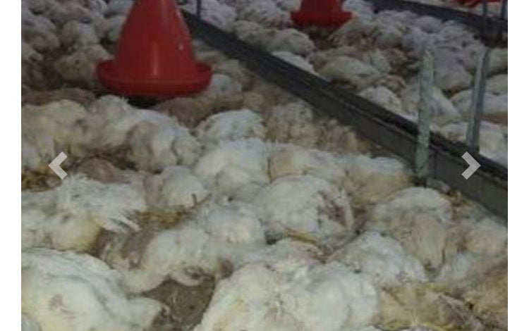 5A384A6B 7F05 4FB7 8D17 4F3F7D4FA3A9