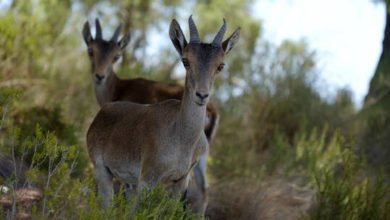 60d025df4c59b7203960ac4d