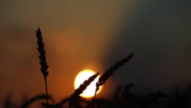 60d1d86942360469636a25a4