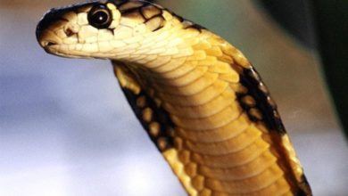 80312A1D 078C 4D90 A393 8342E8C100E0