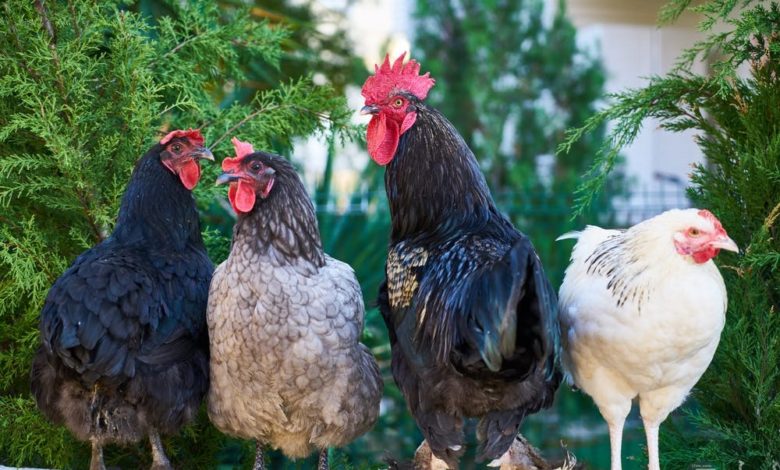 81AE7E7C EC55 44DA 9C78 E27D88B3C4ED