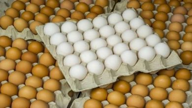 A1144A6F 31EC 4A0C A5E0 C0875E7CDCAD