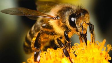 A39F124C BE68 454A 9413 7FE6C2E5718A