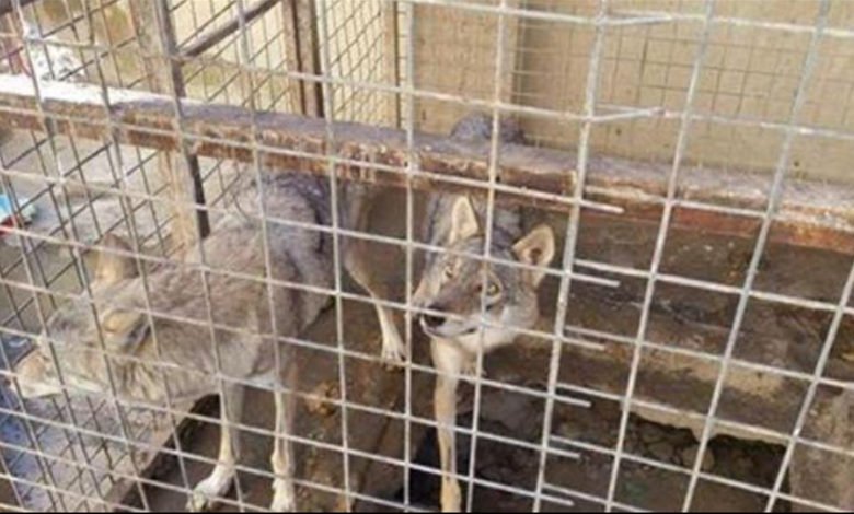 "رعب وعويل".. وحوش كاسرة صعبة المراس في العراق (صور) 9 C820E105 468B 4589 A42D 71B28017109F