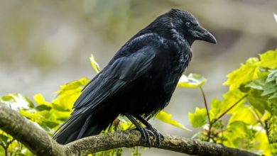 Crow Spirit Animal 1