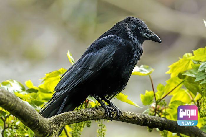 Crow Spirit Animal 1