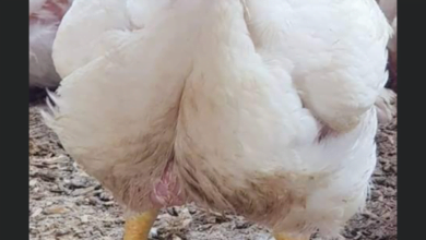 DC93DD97 7F49 4F33 BD15 23144101CA93