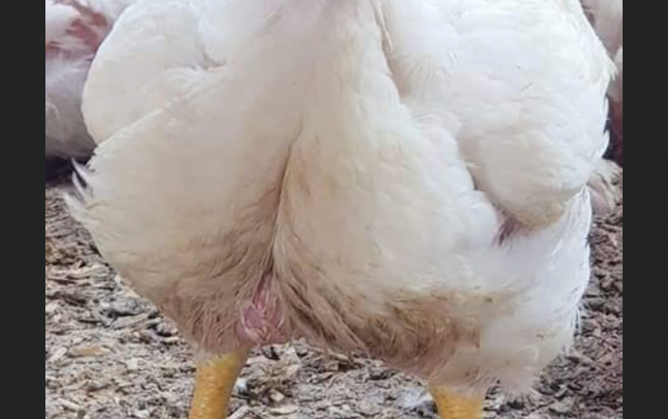 DC93DD97 7F49 4F33 BD15 23144101CA93