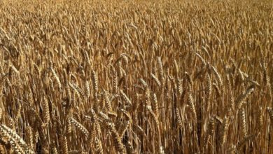 DE0A4905 27F5 4BD8 836D 6999F6519911