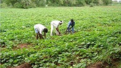 وزير الموارد يطمئن الفلاحين: المياه متوفره خلال فصل الصيف 3 F9674457 7F9F 4B28 8BB8 583188F31116