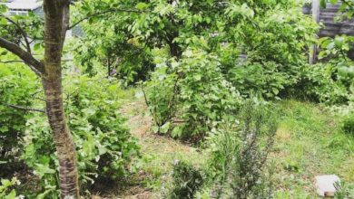 فاتن 21 FB IMG 1624174968561