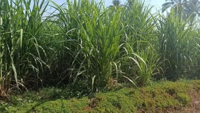 FB IMG 1624866765535