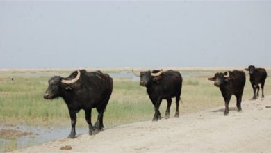 NT 214311 636395904092134304