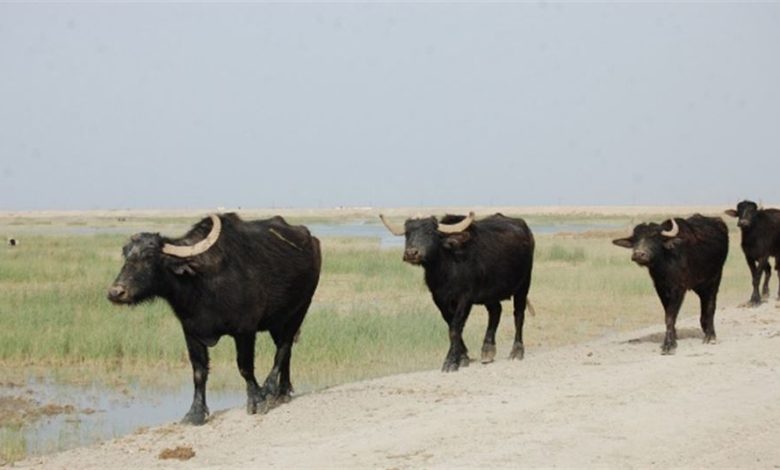 NT 214311 636395904092134304