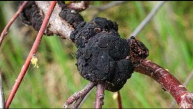 Screenshot ٢٠٢١٠٦٠١ ١٣٥٦١٤