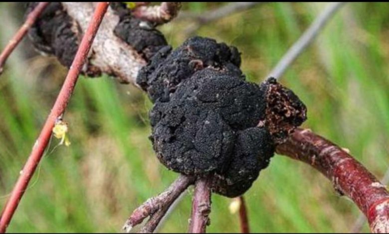 Screenshot ٢٠٢١٠٦٠١ ١٣٥٦١٤