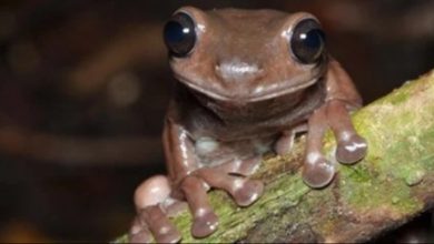 اكتشاف نوع جديدة من الضفادع في غينيا يتميز بلون "الشوكولاتة" 2 ٢٠٢١٠٦٠٣ ٢١١٩٠٩