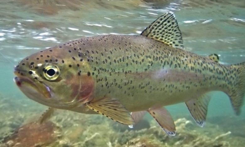 دراسة: التخلص من المخدرات والعقاقير في الماء يصيب الأسماك بالإدمان 3 1239732