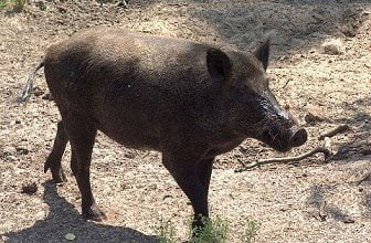 3FAA6463 C8B7 4530 9ED2 17EEECFC8621