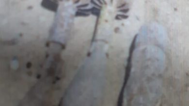 79BA86AA D328 43E0 B70B D4296DF19FC5