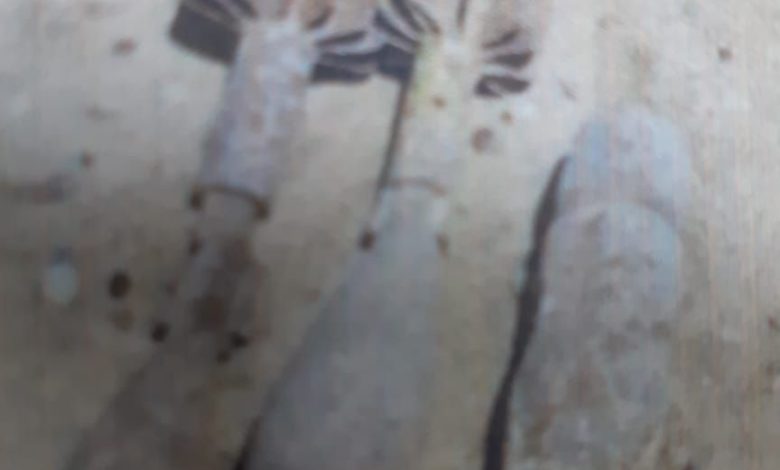 79BA86AA D328 43E0 B70B D4296DF19FC5