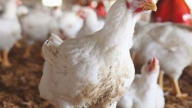 89D14A55 D382 4D80 8ECE C987735E1319