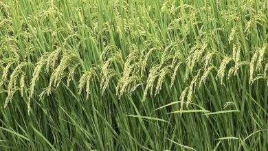 9034C380 6225 4665 90EA 4E83F945AC79