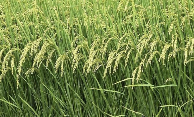 9034C380 6225 4665 90EA 4E83F945AC79