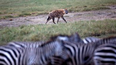 A93F132C 4C9A 4DFB 84AC 535722F05300