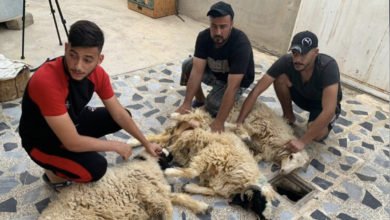 E26C8E82 B39C 445A B186 BEB83B91B999