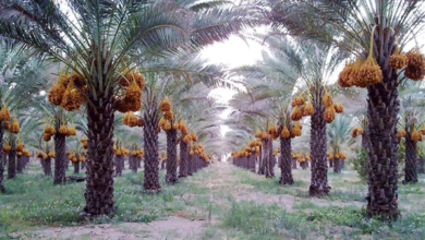 الزراعة تتحدث عن طفرة في اسعار التمور العراقيه 5 E6B131D7 3928 438E 98EB E12C31E2BDED