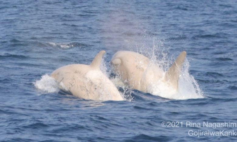 Ztqotkx4F6UntDfmDNANaU 970 80